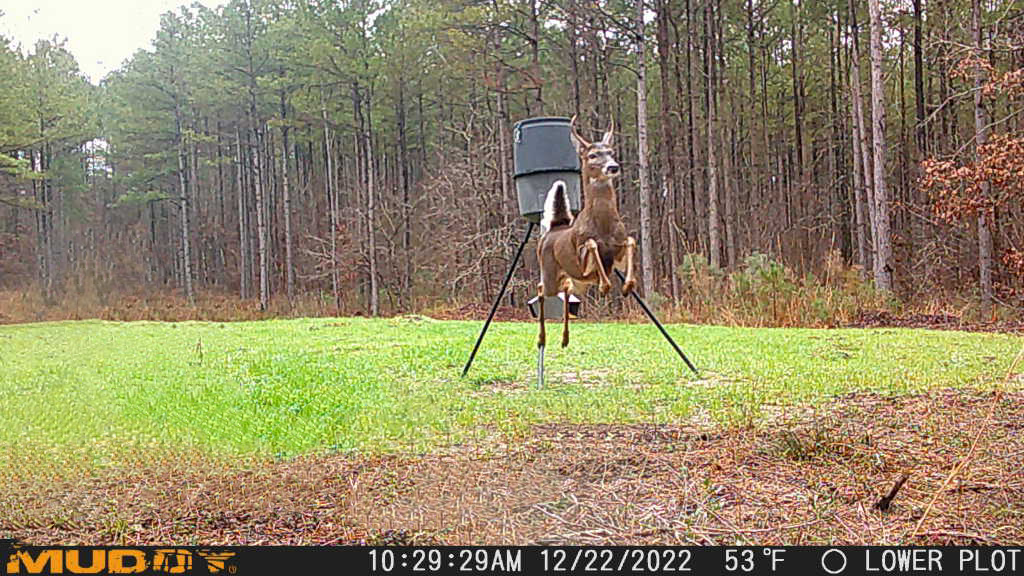 Rudolph practicing for reindeer games