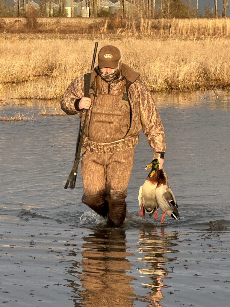 Mallard Harvest