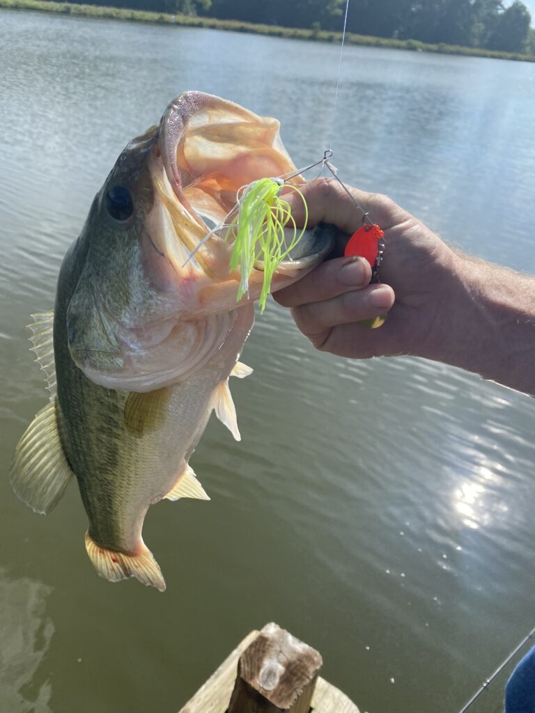 Big bass