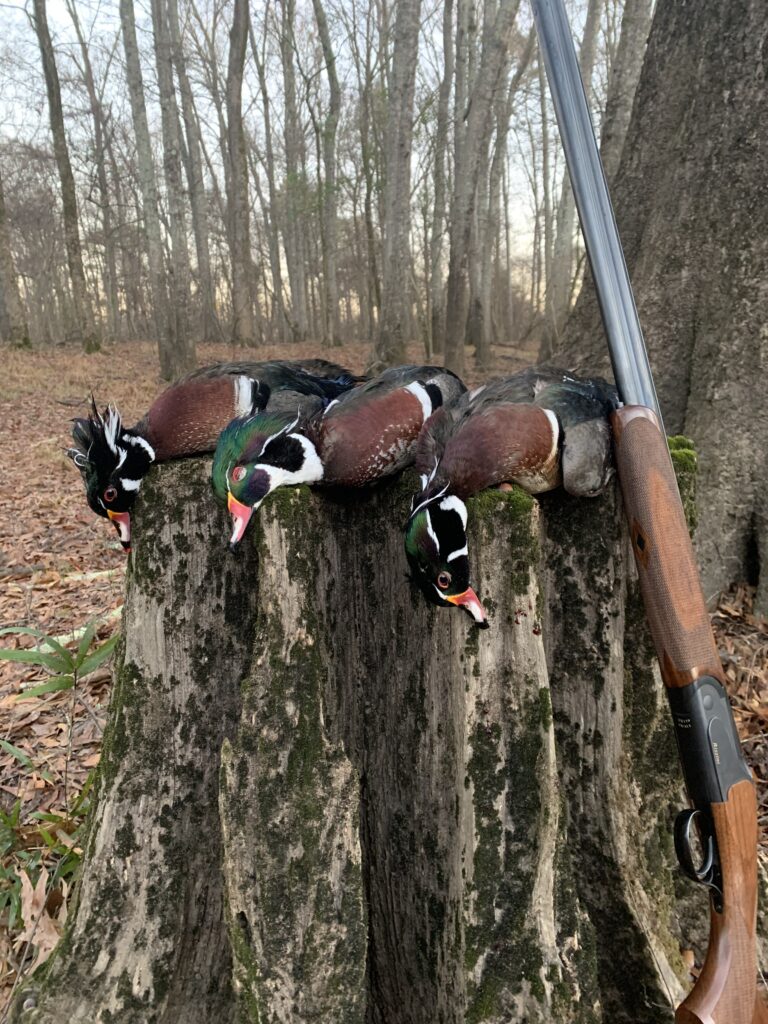 Wood ducks