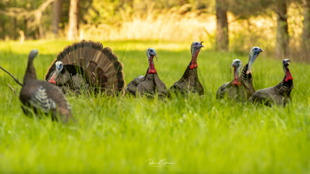 Mississippi Longbeards