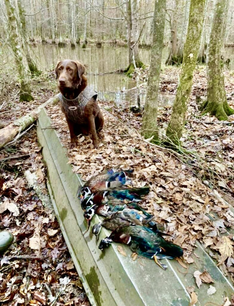 Duck hunt in the Yockanookany WMA