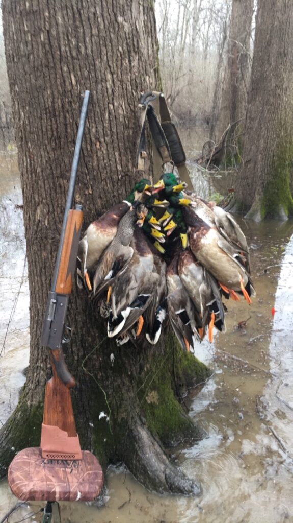 Mallard Morning in the Timber