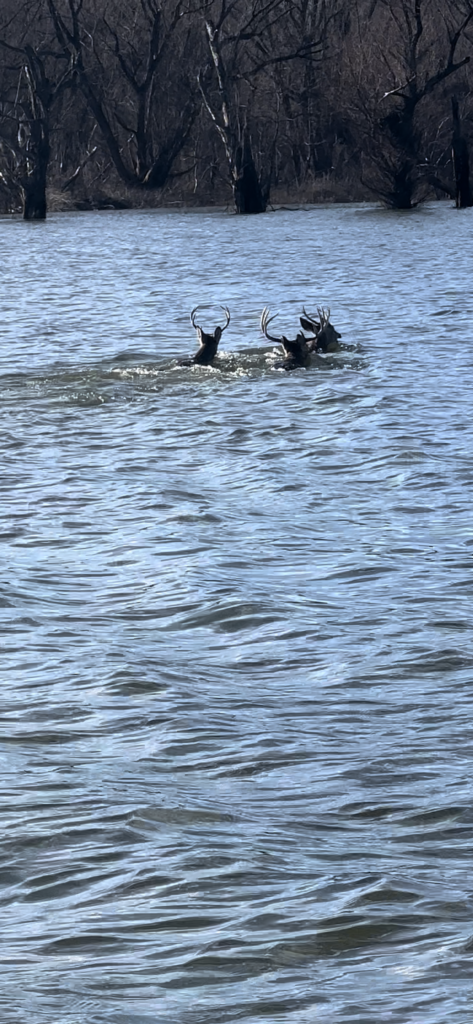 Lake Whittington Deer