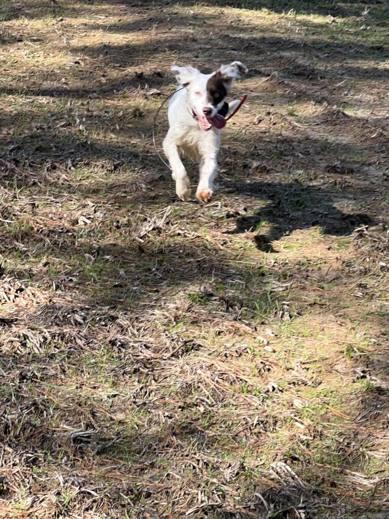Bella on the Run