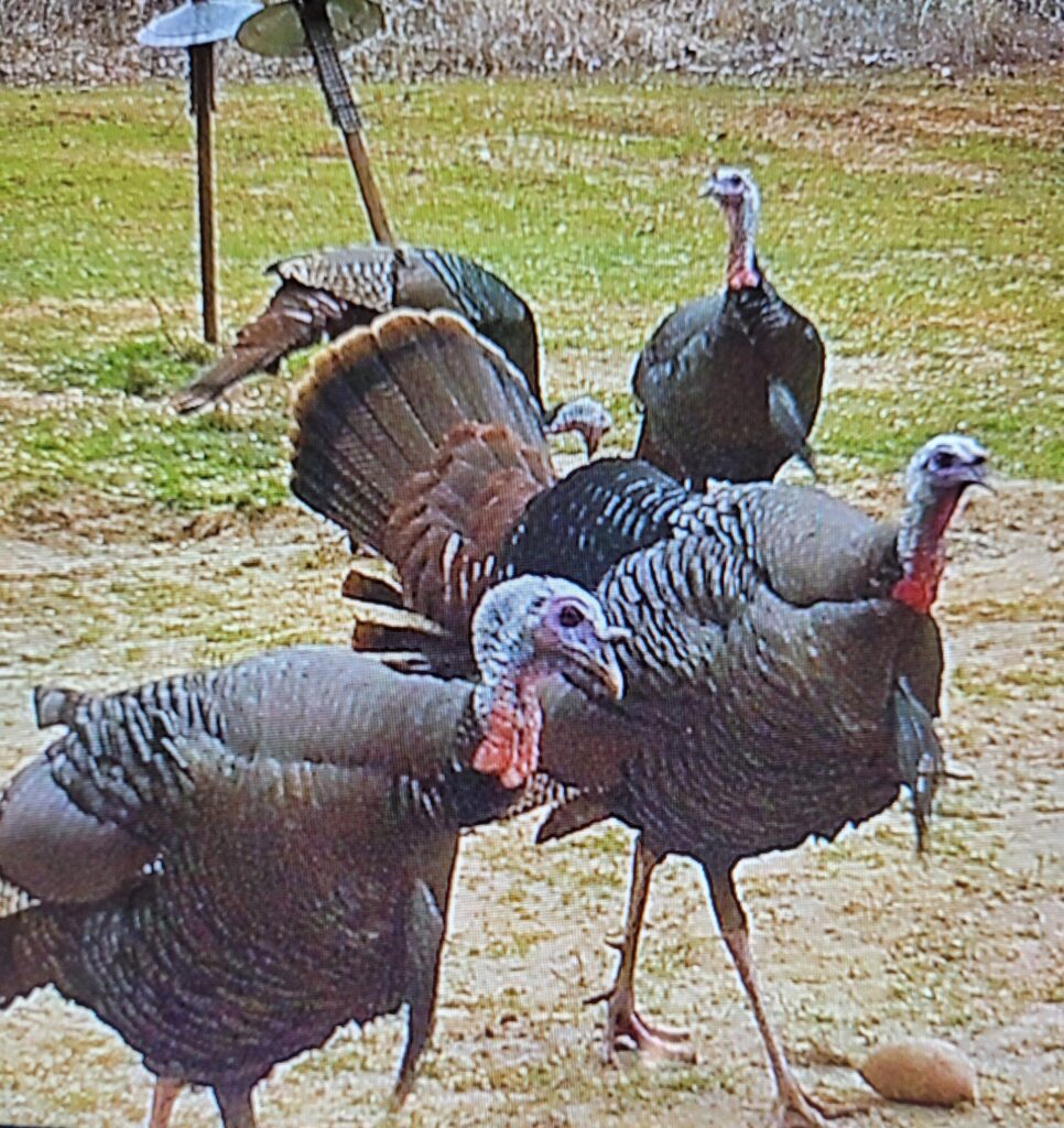 Gobbler gathering