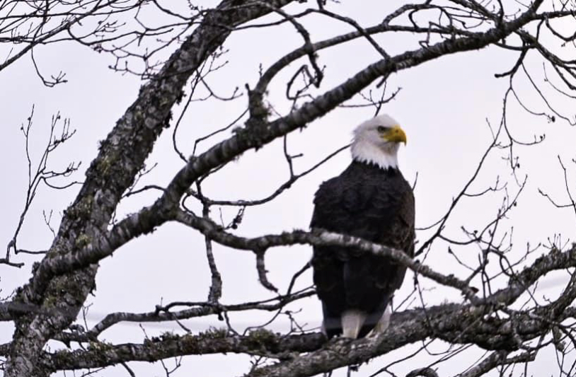 Bald Eagle