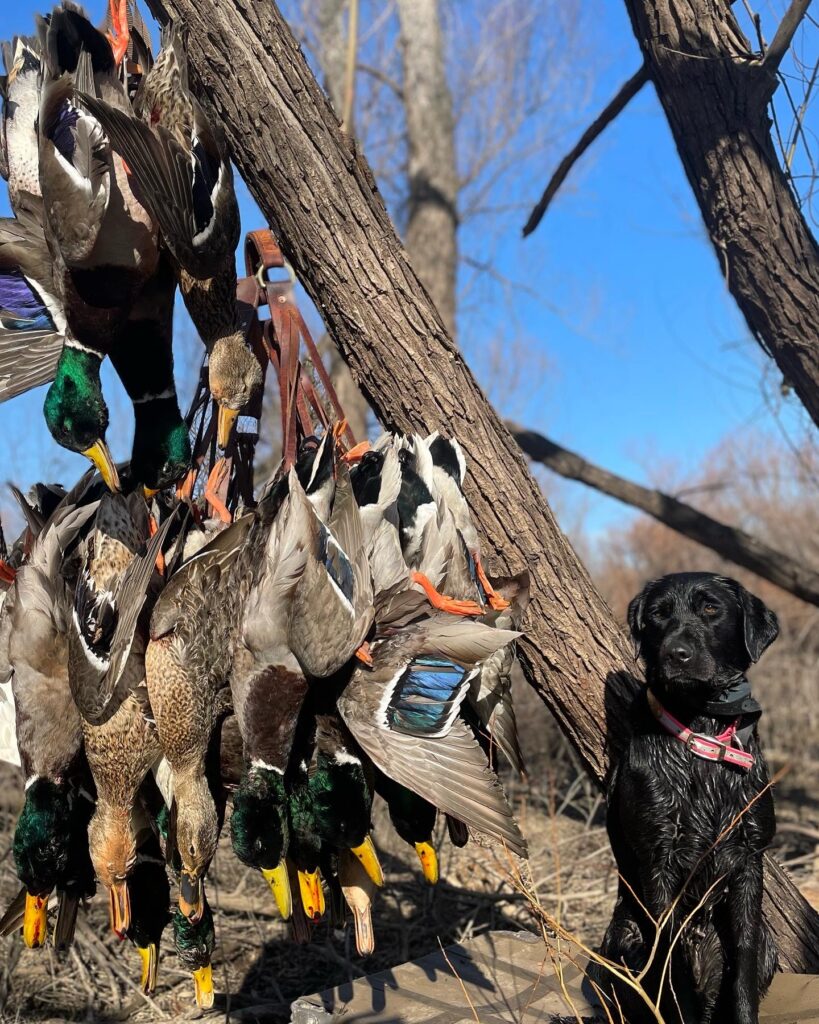 Cold front mallards