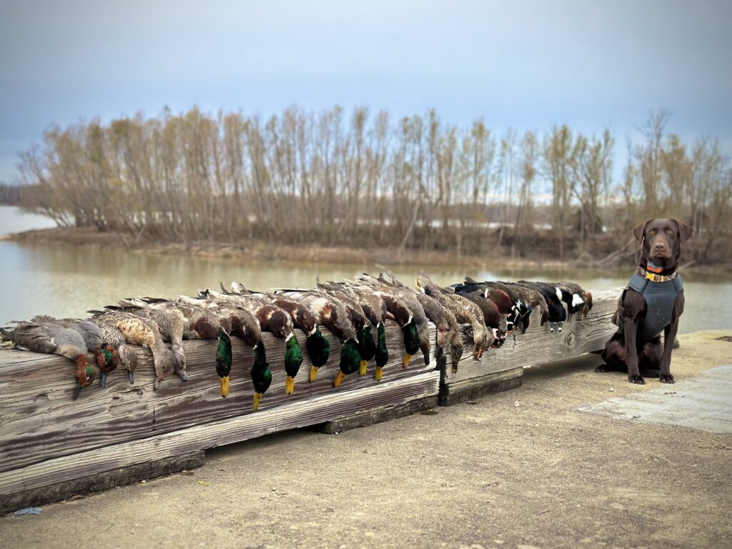 Mississippi River Ducks