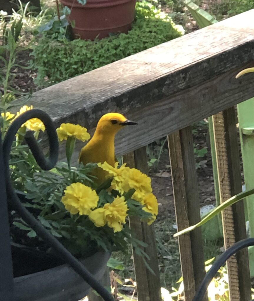 Prothonotary warbler