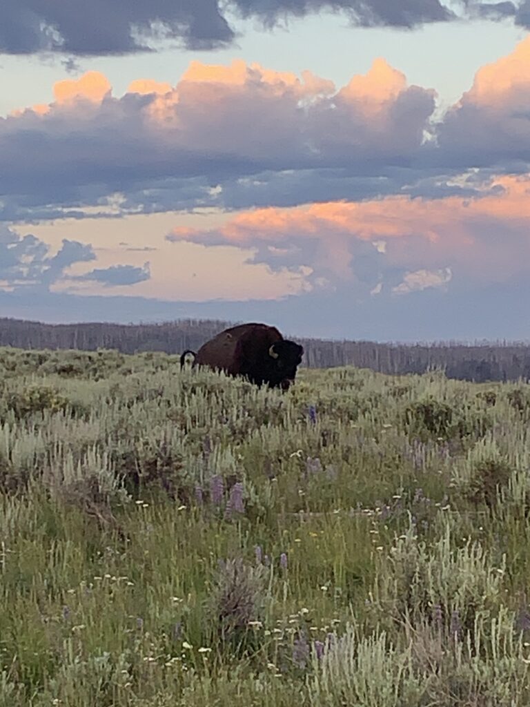 Yellowstone Buffalo