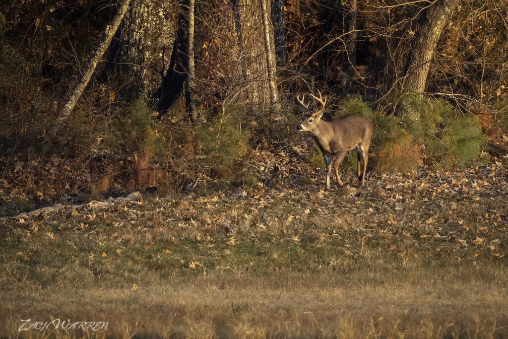 Buck on the prowl