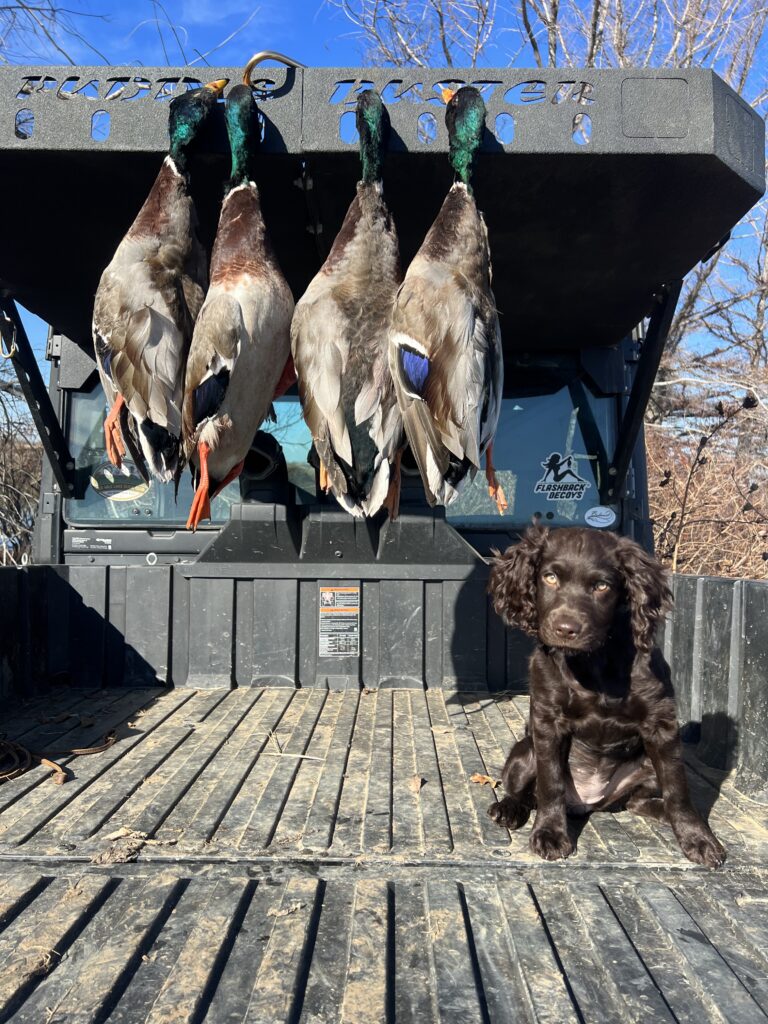 Pups first hunt