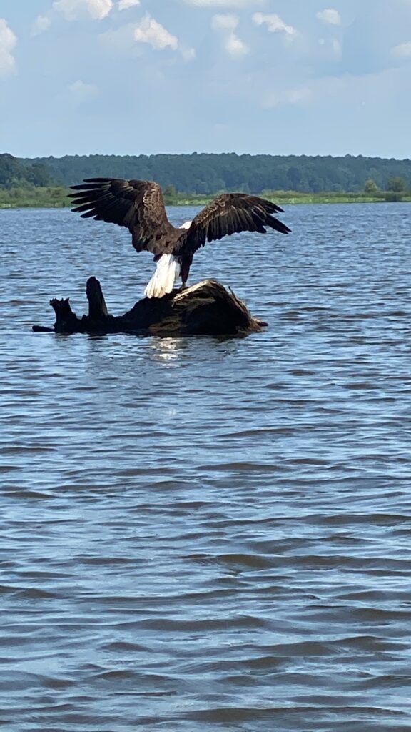 Wings of Freedom taking flight