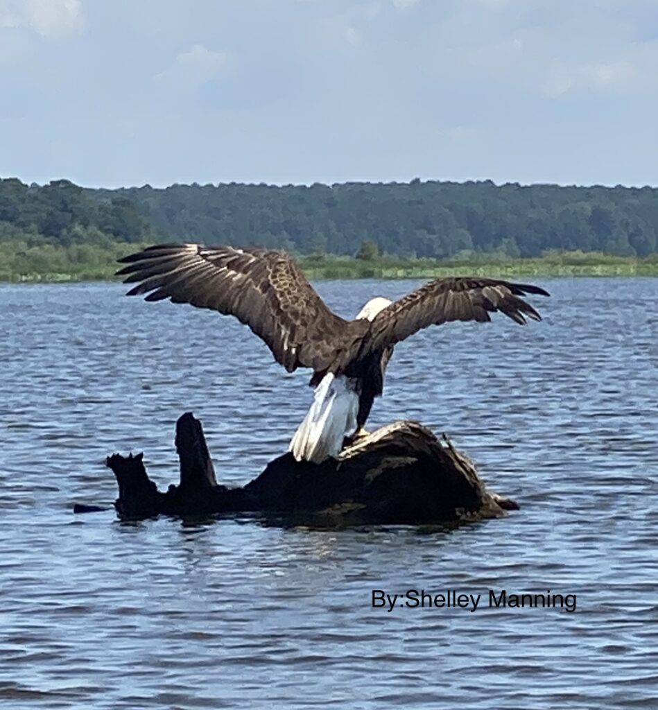 Freedom over Ross Barnett