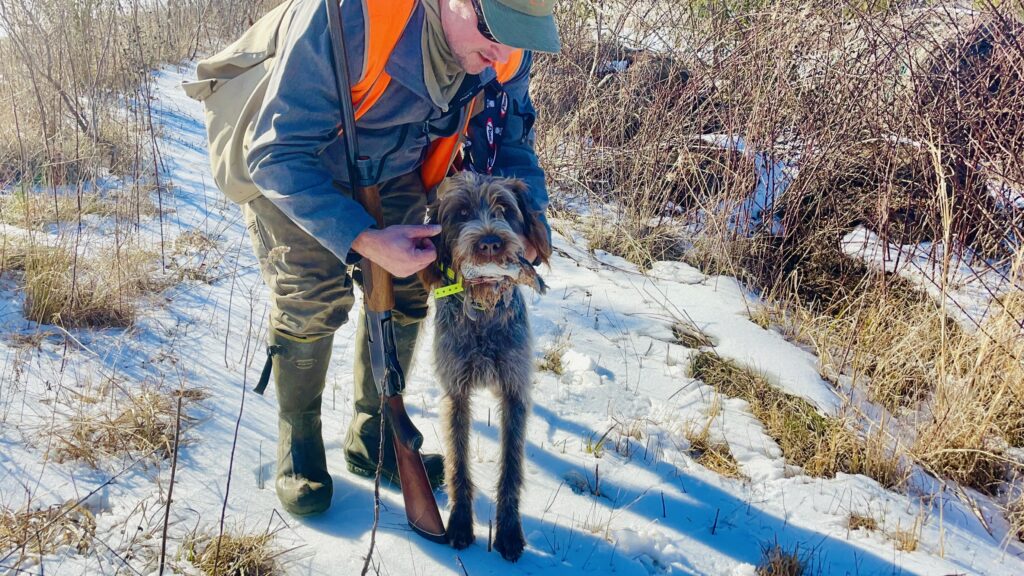 Finding quail in the snow