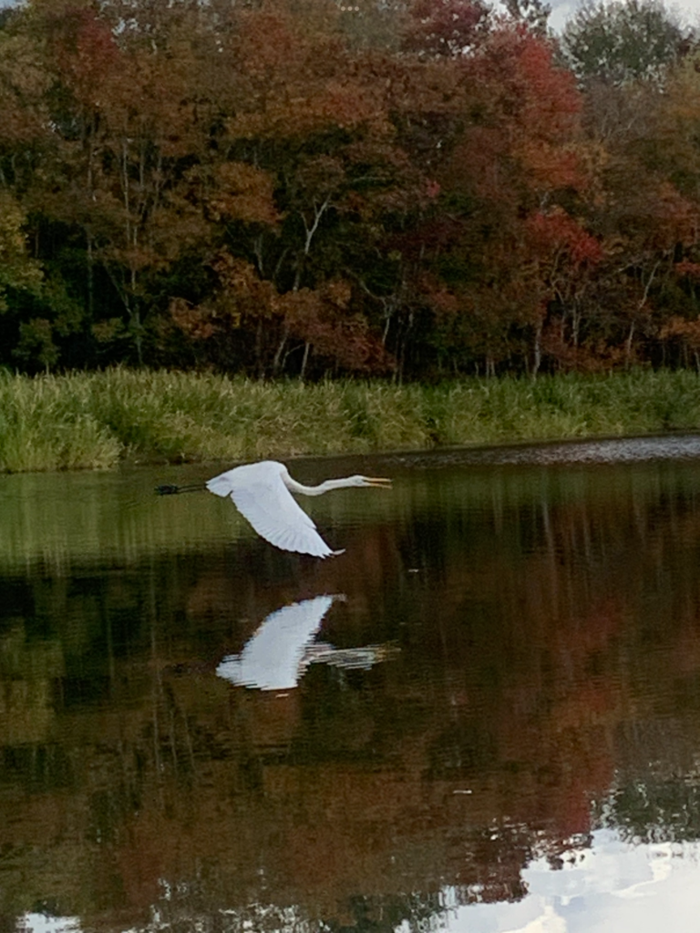 Great White Heron at Crystal Lake