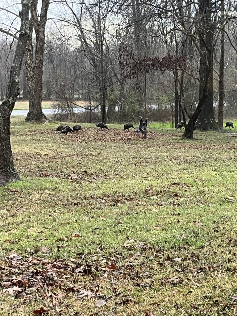 Turkeys in my yard