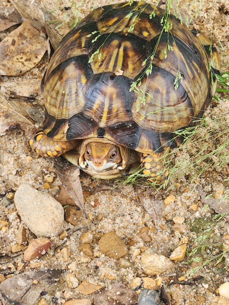 Turtle crossings