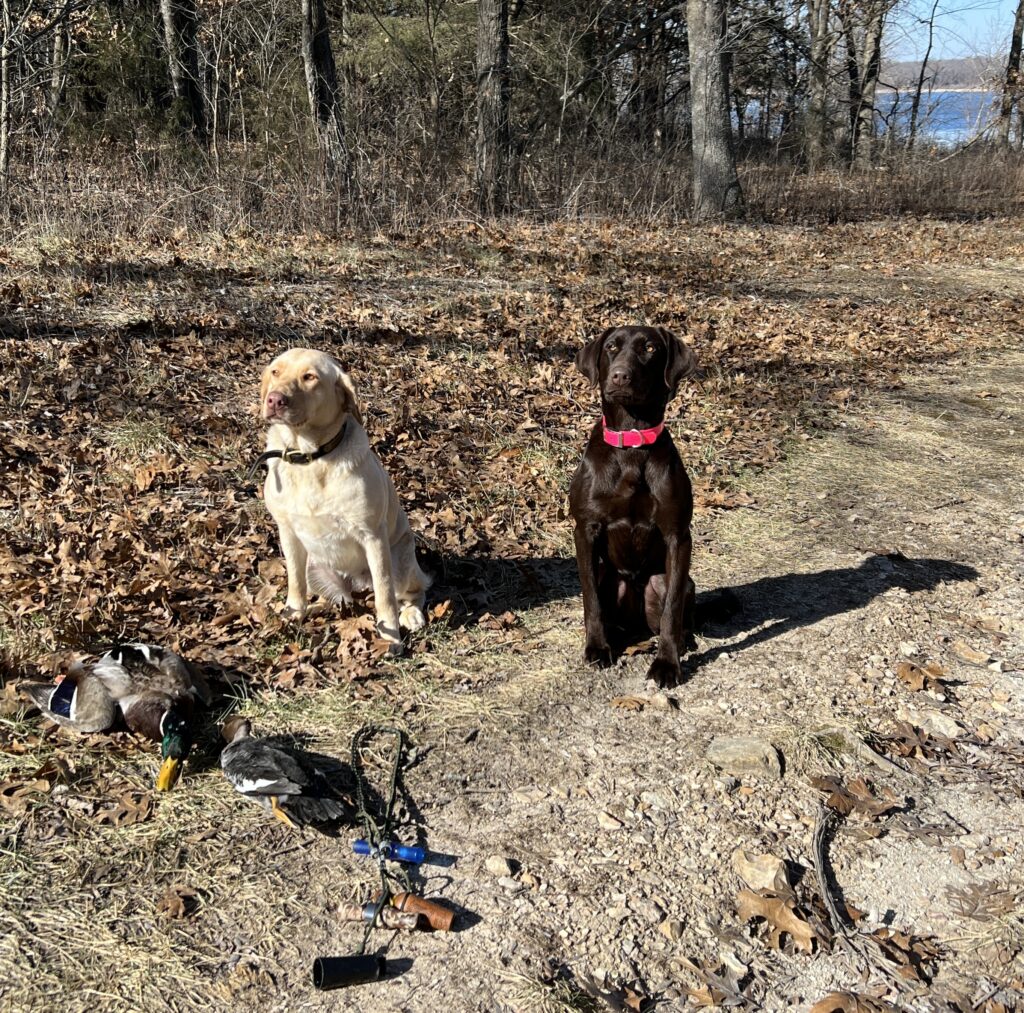 MS dogs in Missouri