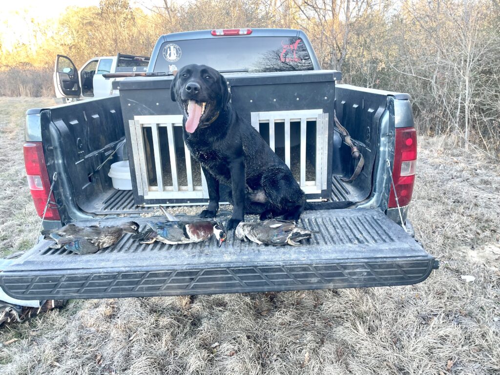 Banks first ducks
