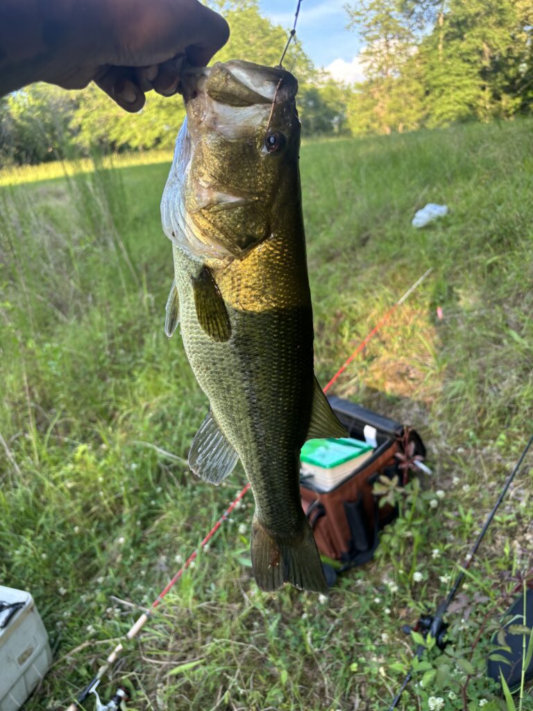Bass