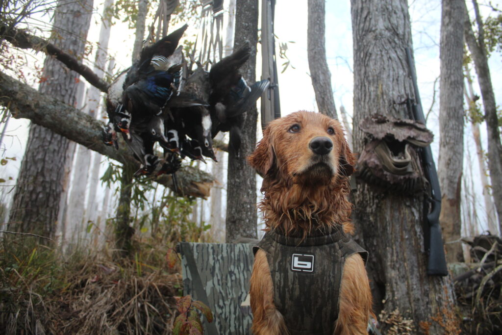 Wood duck hunt