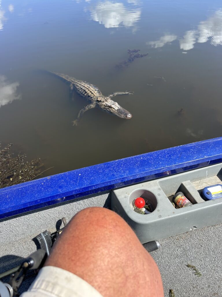 Gator is curious