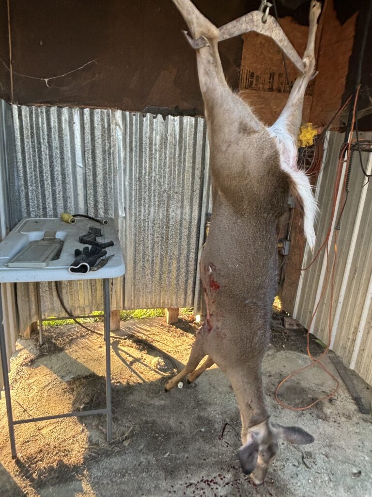 Doe hunting