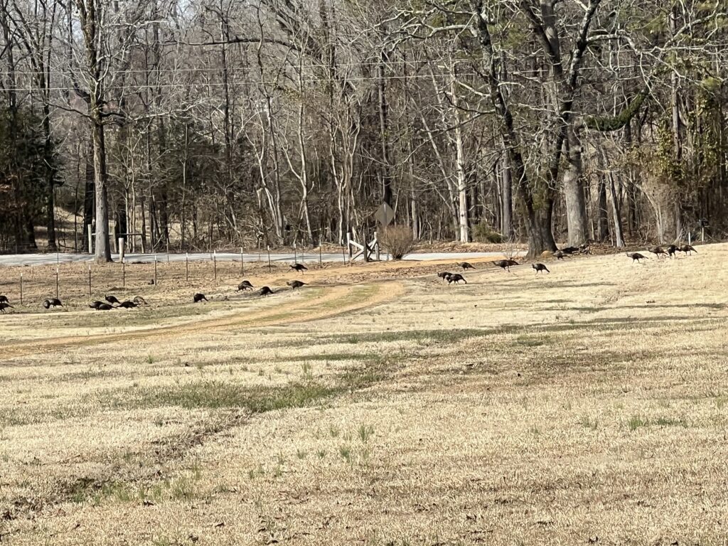 Turkeys