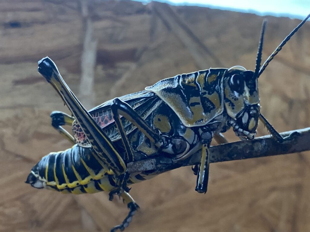 Dinner on a stick