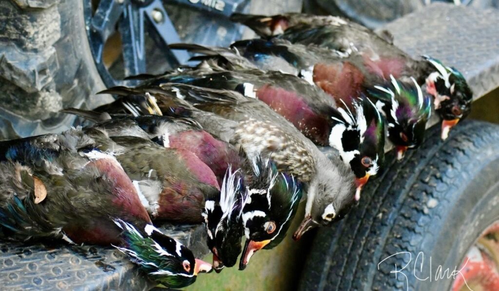Duck hunt on WMA