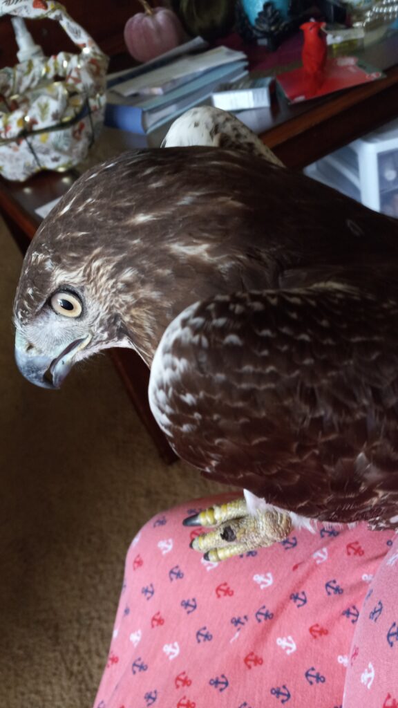 Birds of prey