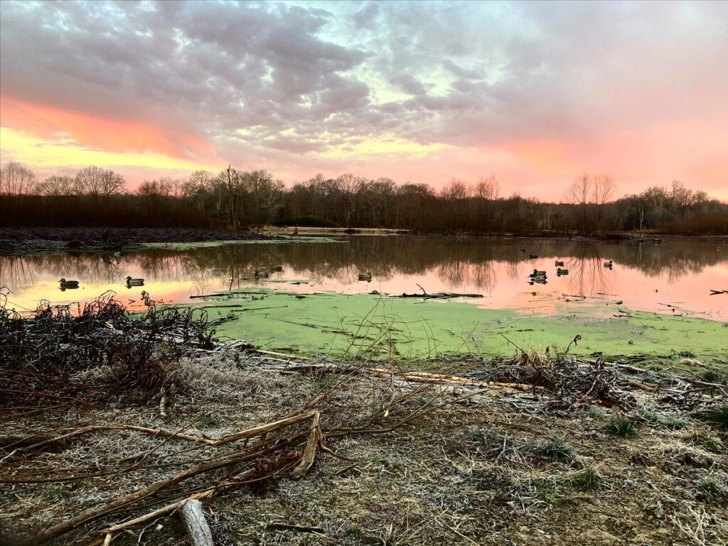 First Light on the Flyway