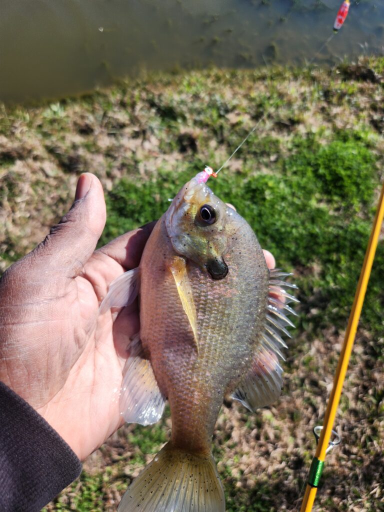 Little Gill in 32 degrees