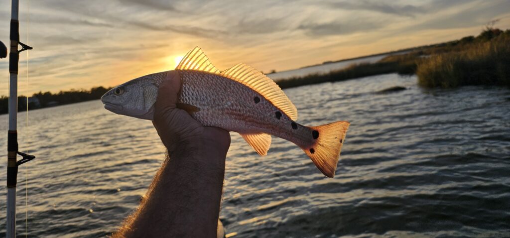 Redfish On The Rod!