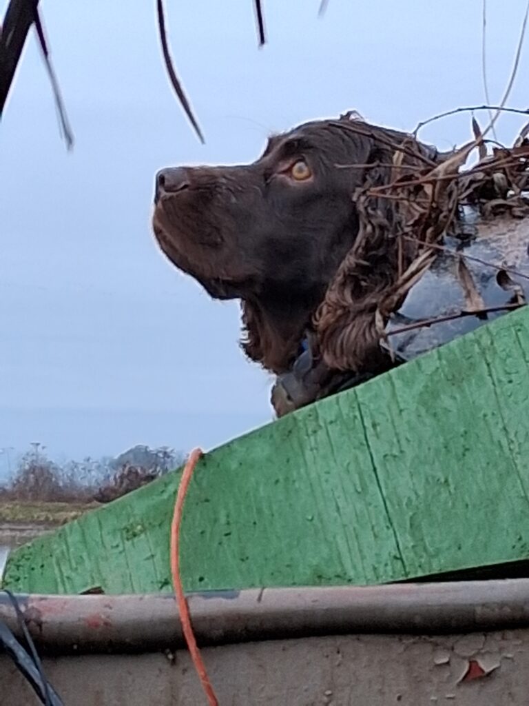 Mossberg a.k.a. Moss waiting on the hunt.