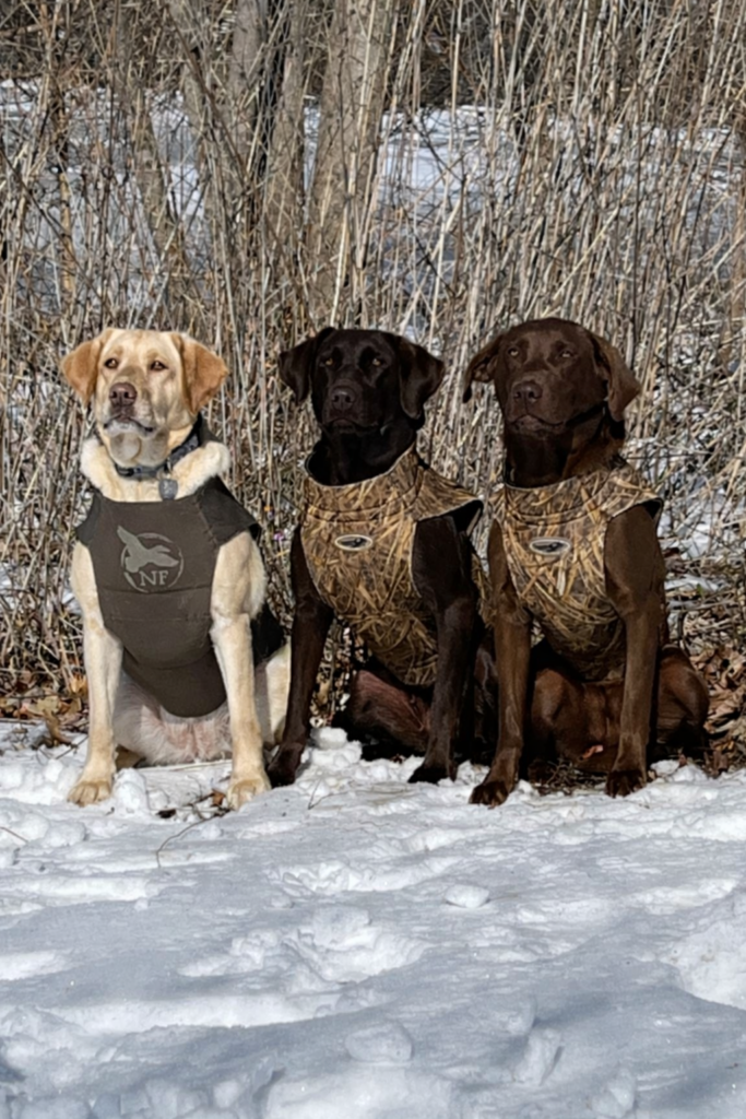 Mississippi dogs hunting in Missouri
