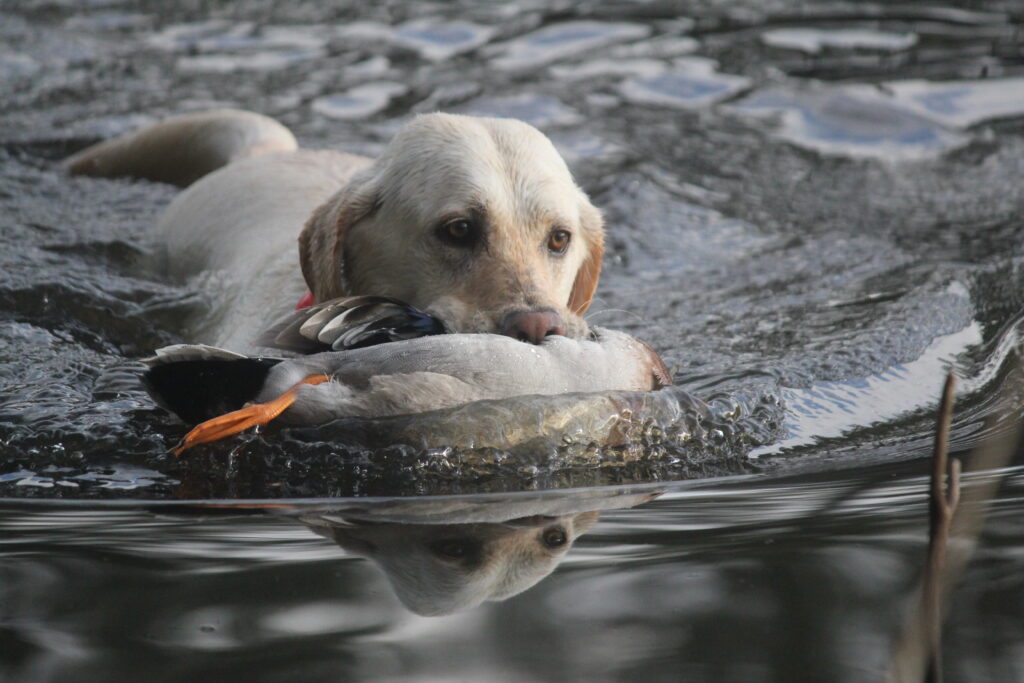 Woman’s Best Friend