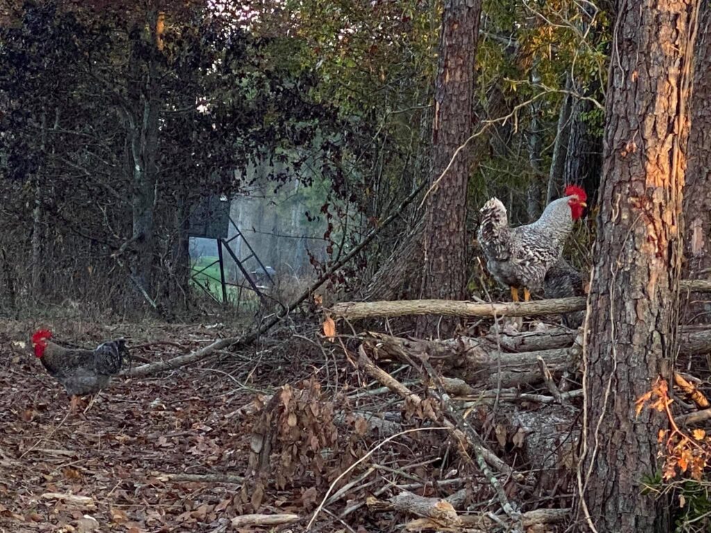 Beautiful more to the stand